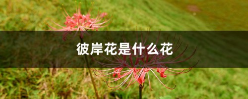 彼岸花是什么花