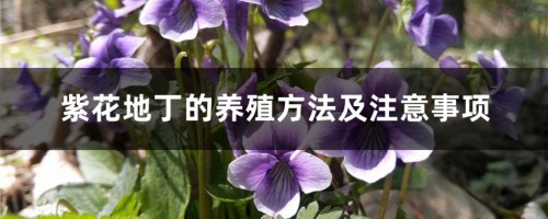 紫花地丁的养殖方法及注意事项