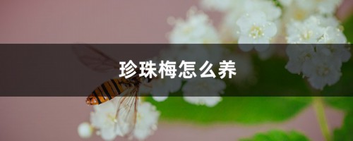 珍珠梅怎么养