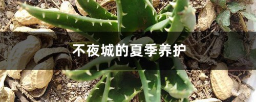 不夜城的夏季养护