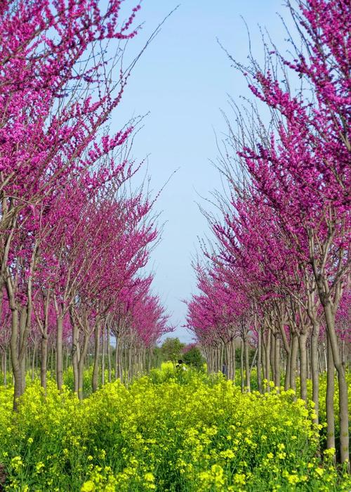 杜鹃茶花